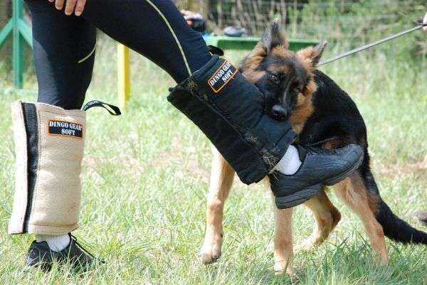 Foto jambierres pequeños de Dingo Gear.