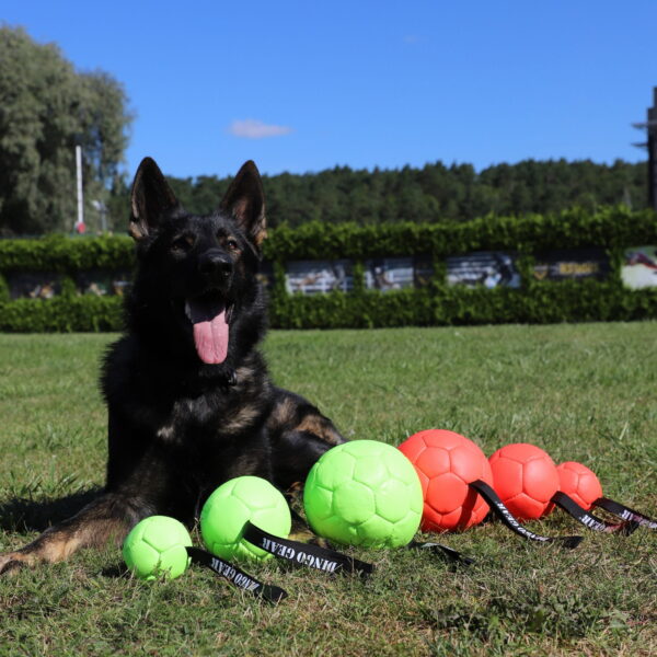 Perro con pelotas cuero eco Dingo Gear