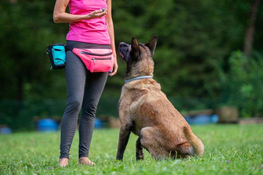 entrenamiento canino