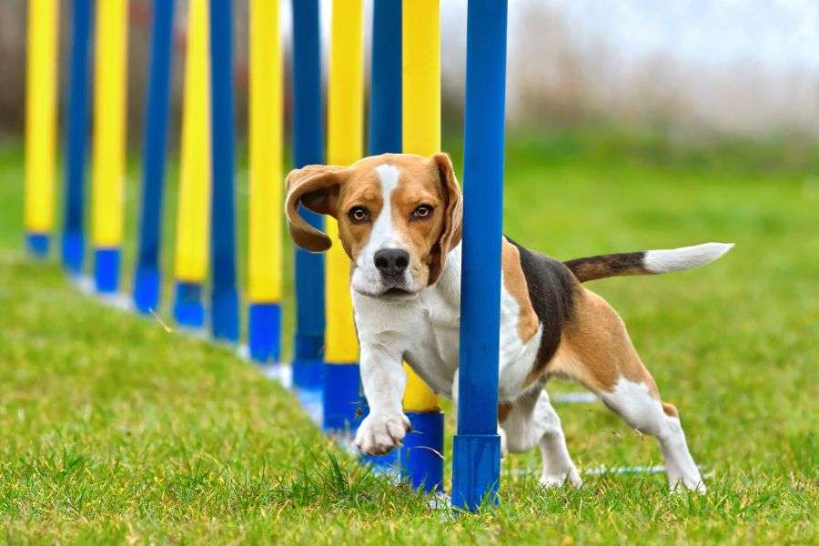 beagle durante un entrenamiento canino