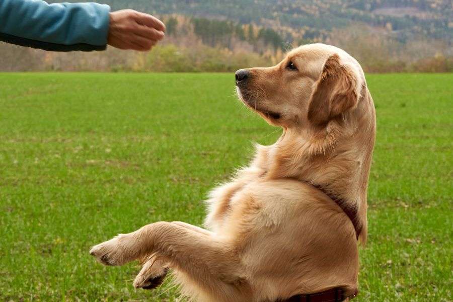 Adquisición de un perro deportivo o funcional; ¿Qué es lo primero que debes tener en cuenta?