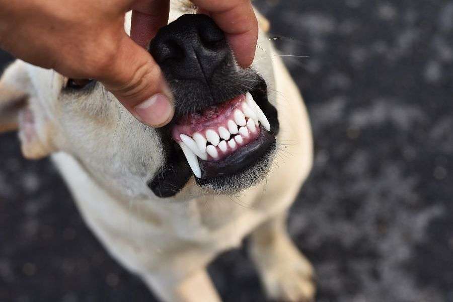 dentadura perro