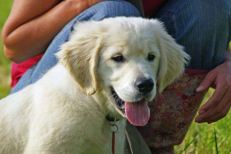 Entrenar, adiestrar y jugar con tu cachorro; una estrategia para potenciar sus habilidades desde pequeños 