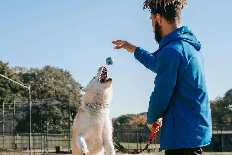 ¿Cuál es la indumentaria de un guía canino? 