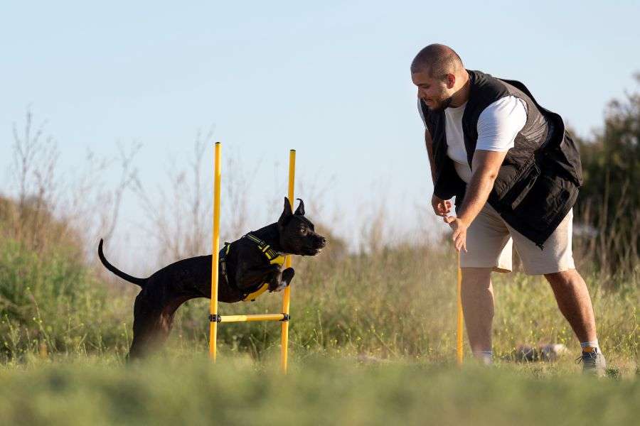 adiestramiento canino