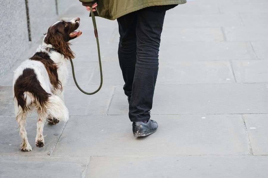 persona paseando perro