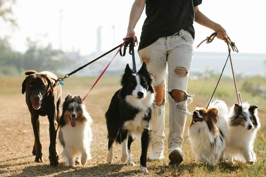 La importancia de las correas para perros en el adiestramiento y la educación canina