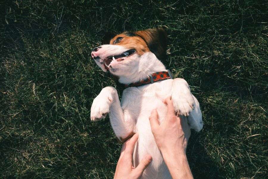 perro estirado boca arriba