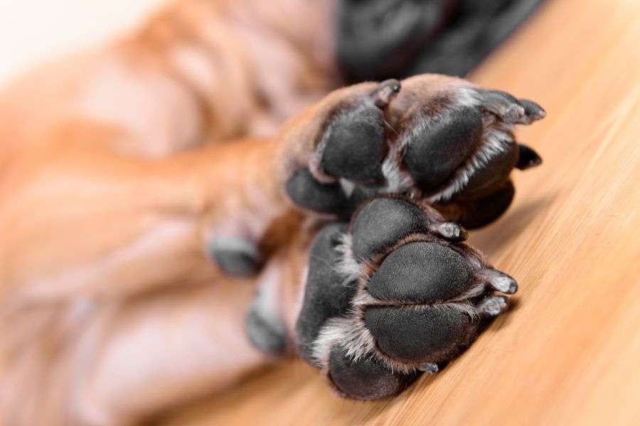 almohadillas de un perro estirado en el suelo