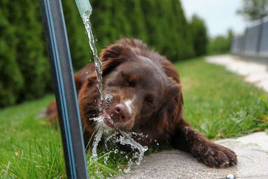 perro bebiendo agua fresca