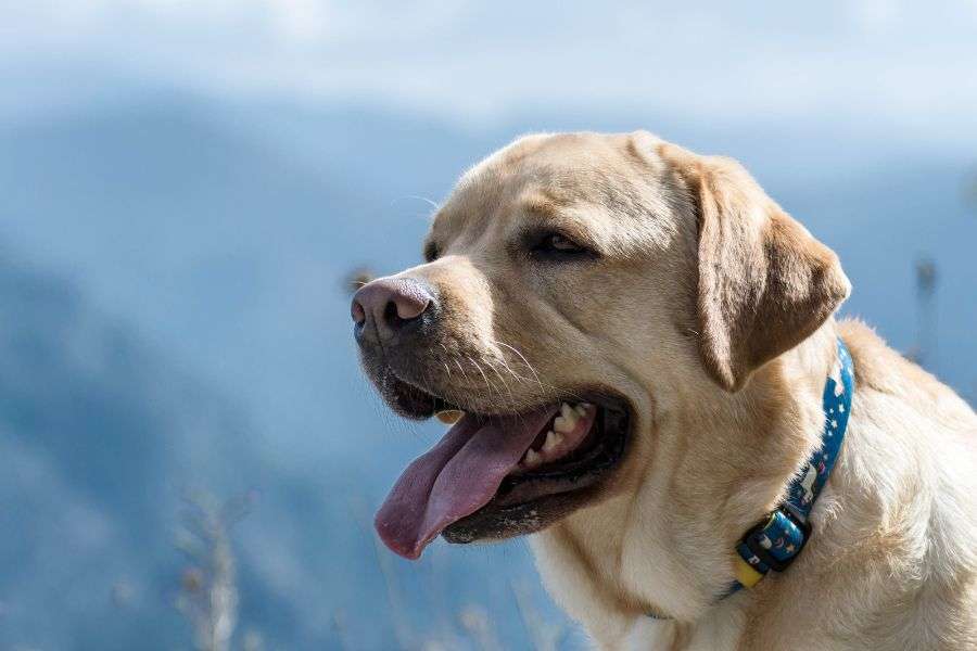 perro labrador