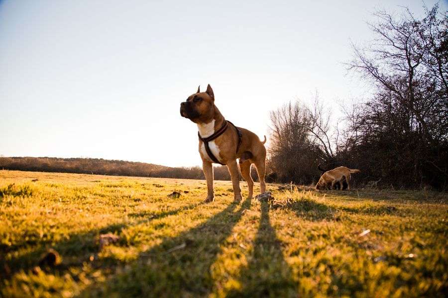 perro en medio del campo