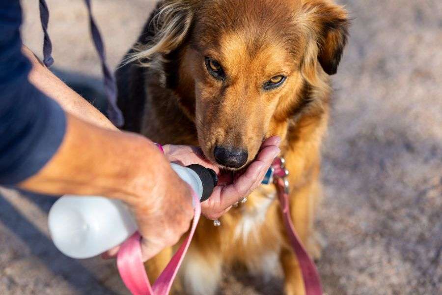 perro bebiendo agua