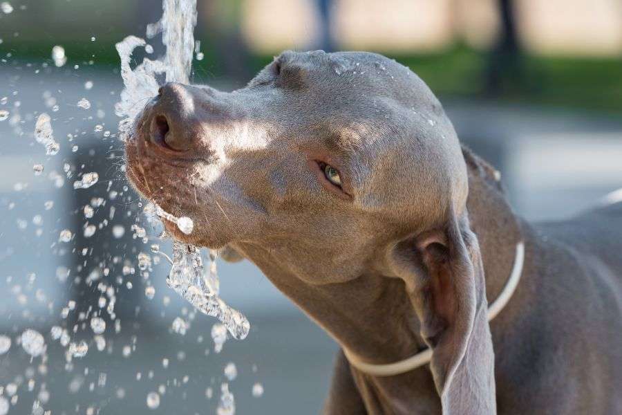 perro bebiendo agua de fuente